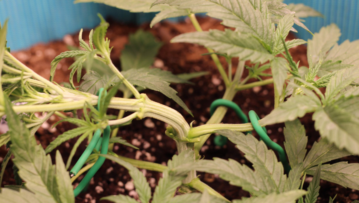 Gelato Auto Cannabis Strain Week-by-Week Guide: A close-up of an indoor weed plant LSTd (tied down)