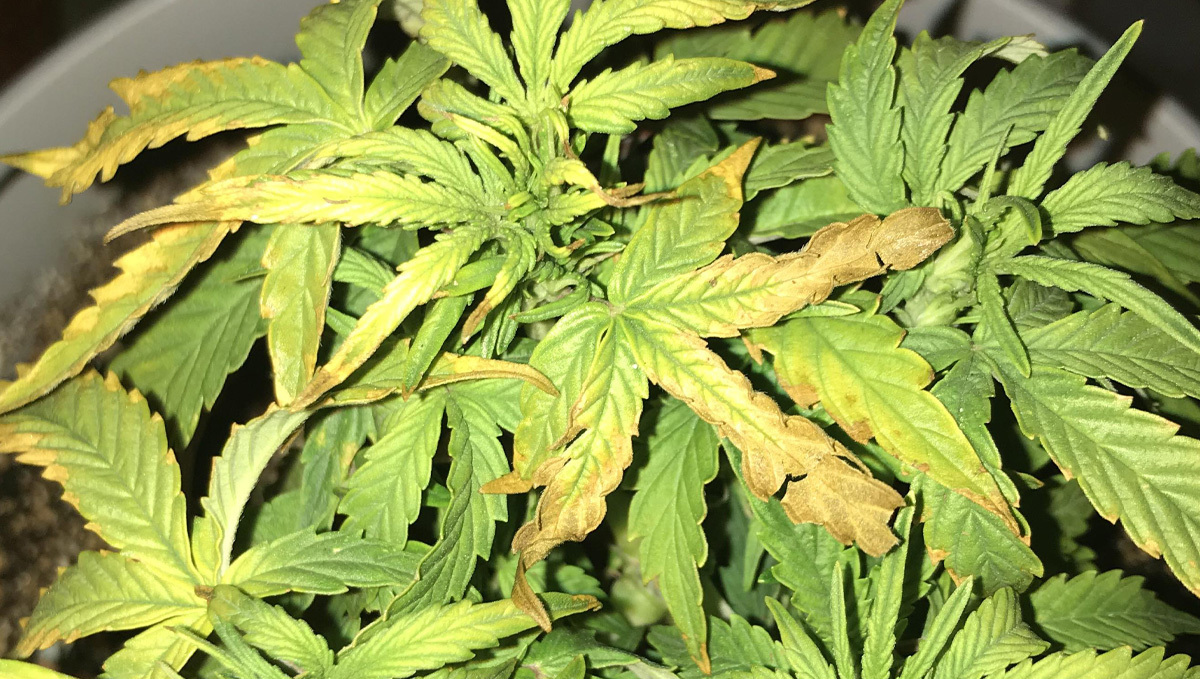 Prevent And Treat Nutrient Lockout: symptoms