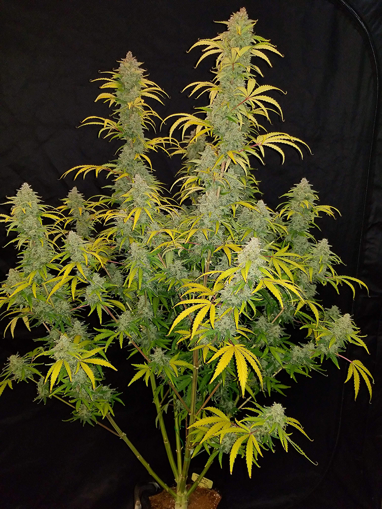 Fast Buds' Blue Dream'Matic grown by @bangdangbuds on Instagram