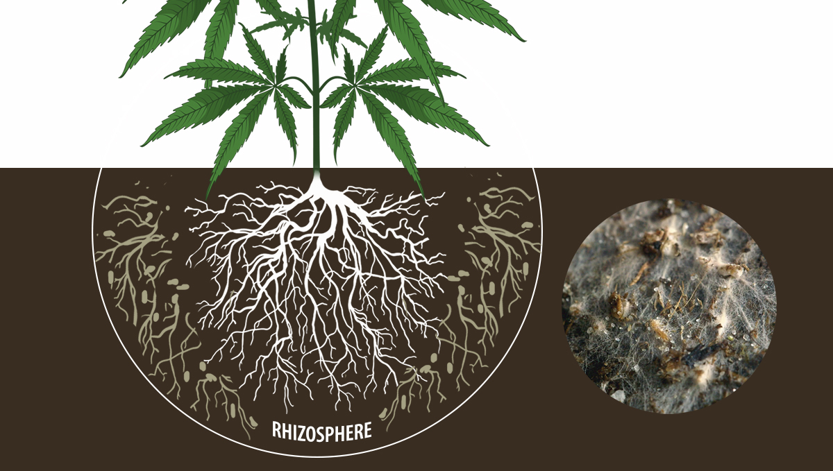 Plants and mycorrhizae: ecto mycorrhizae