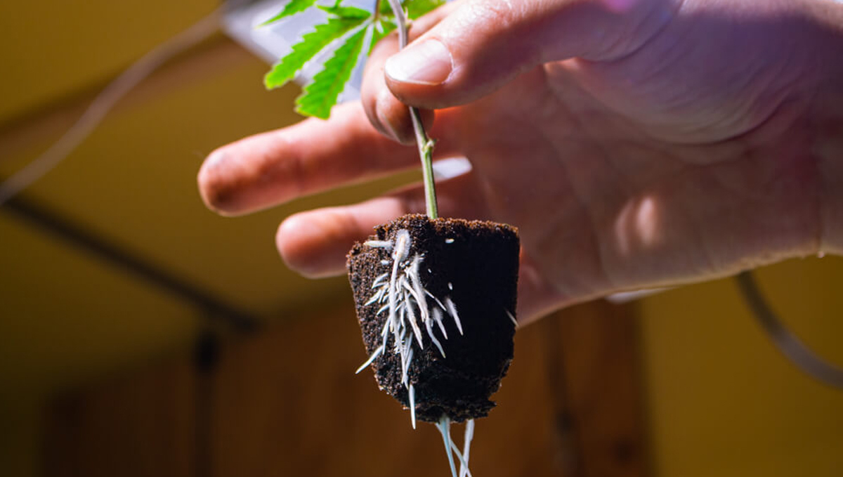 Plants and mycorrhizae: how to introduce them