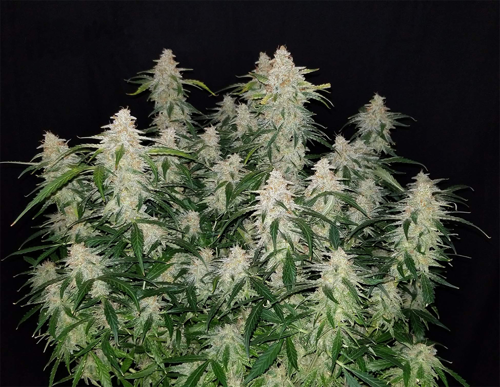 Fast Buds' Gorilla Glue Grown Indoors