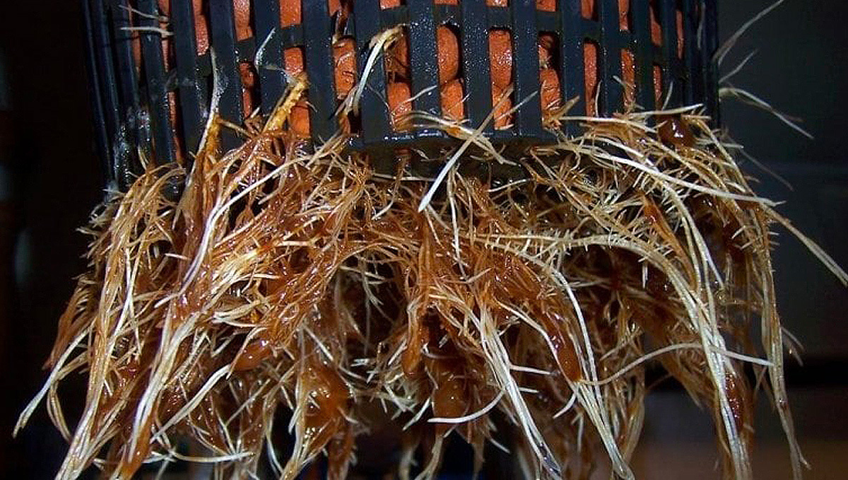 How To Identify And Treat Cannabis Root Problems: What is root rot