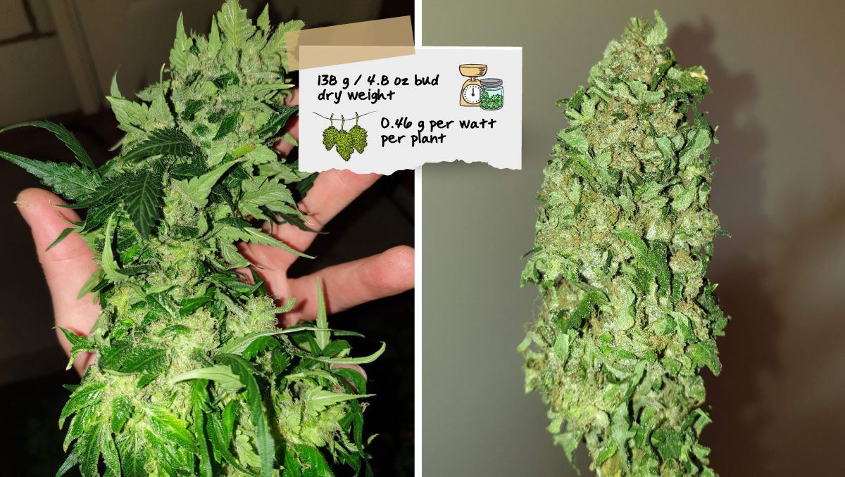 Orange Sherbet Auto Plants Seed Week-by-Week Guide: A chunky plants cola before and after a trim