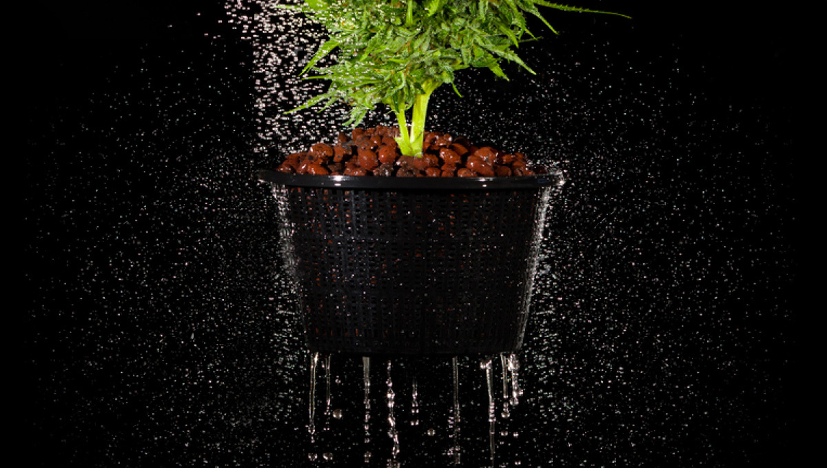 8 Mistakes To Avoid When Growing Cannabis With Hydroponics: Flushing your cannabis plants