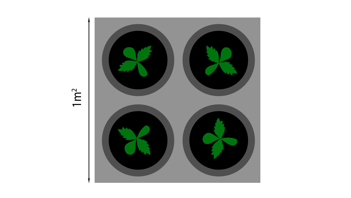 What Is Better For Your Autoflowers?: SOG measures