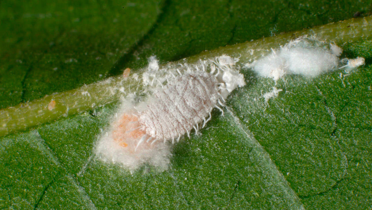 Most Common Pests In Plants: mealy bigs hiding