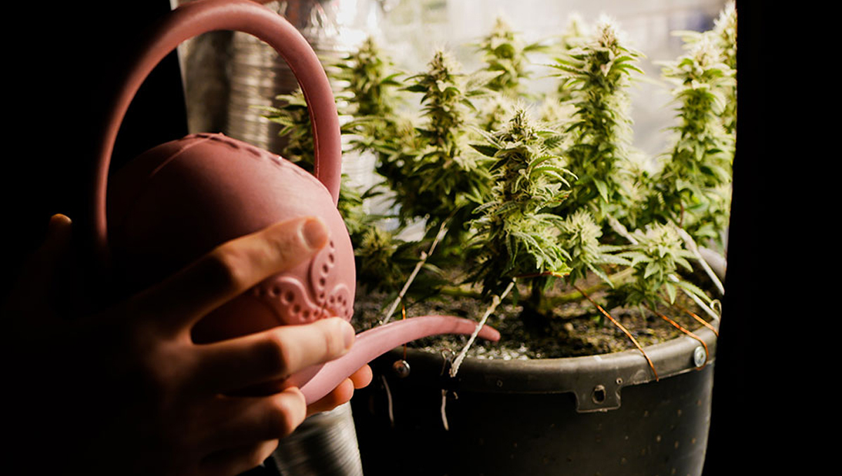 How to flush autoflowers: why flush before harvest?