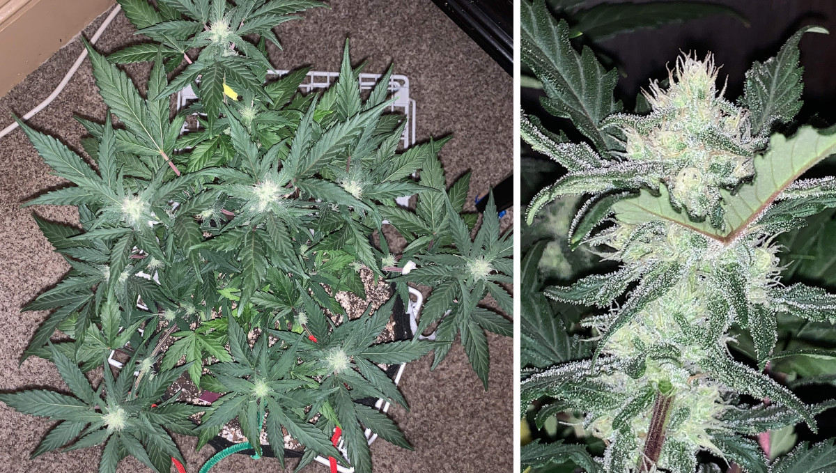 Gelato Auto Cannabis Strain Week-by-Week Guide: An LSTd plant with many first flower and a very frosty bud