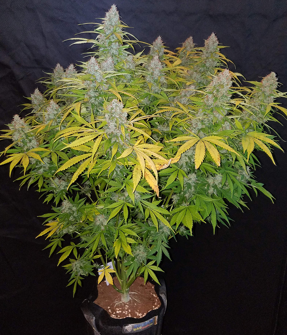 Fast Buds' California Snow