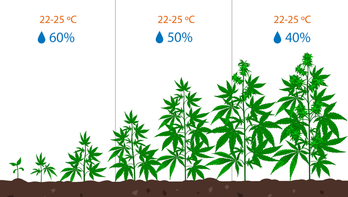 How To Deal With Slow Plants Growth: Humidity levels for each growing stage