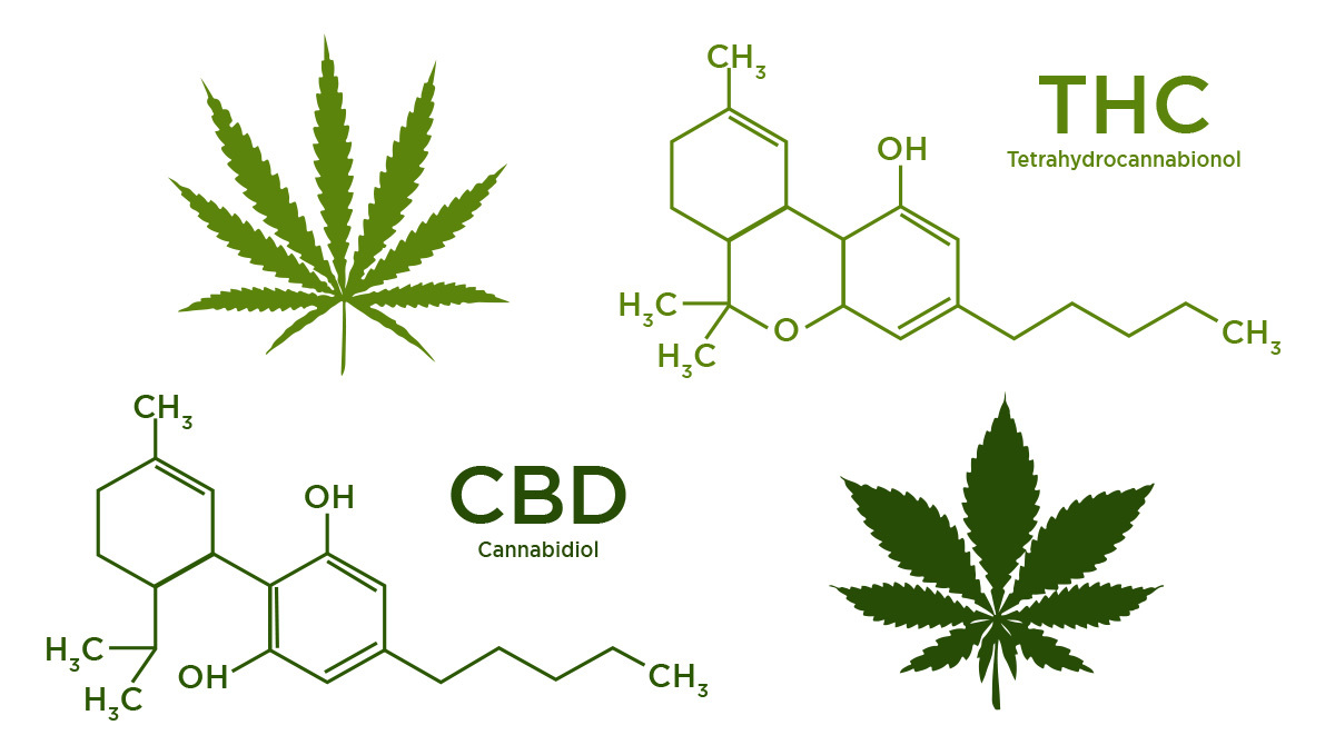 10 Common Myths About Autoflowering Cannabis Plants: THC and CBD