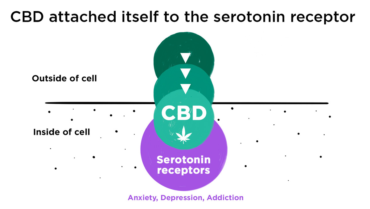 Kann Cannabis Depression behandeln?: CBD-Zellwirkungen auf Serotonin Kann Cannabis Depression behandeln?: CBD-Zellwirkungen auf Serotonin