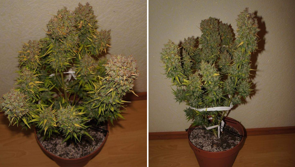 Five shortest autoflower strains: grapefruit auto