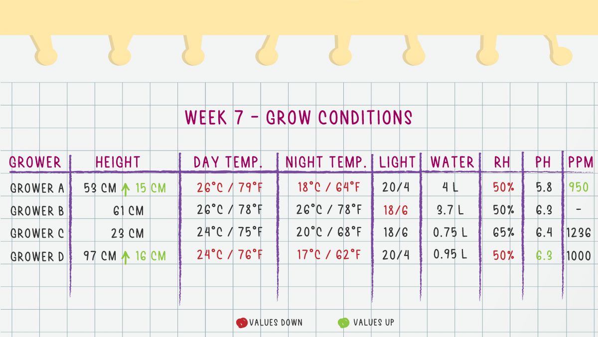 Orange Sherbet Auto Plants Seed Week-by-Week Guide: Week 7 grow conditions