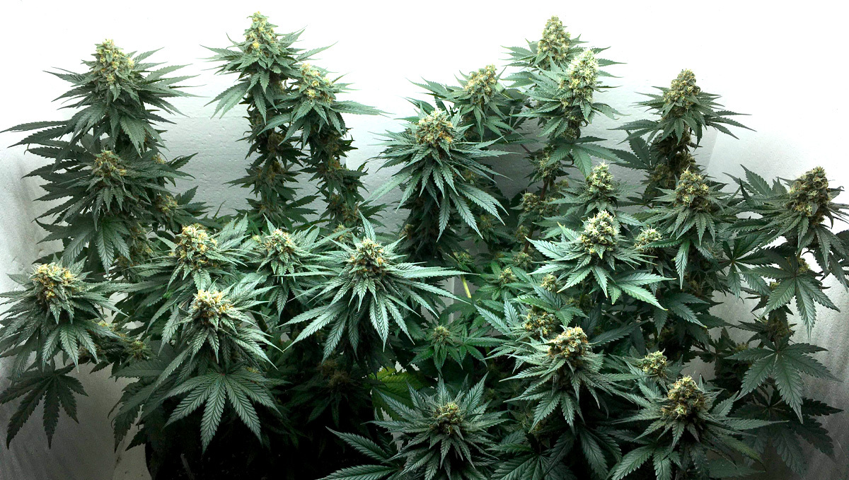 Straingeschiedenis: OG Kush Auto Plant na 12 weken