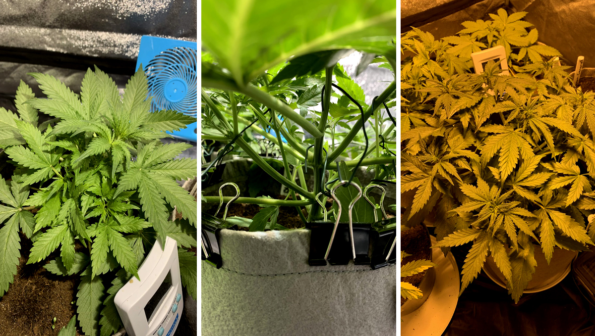 BubbleGum Auto: week 4 BubbleGum Auto: week 4