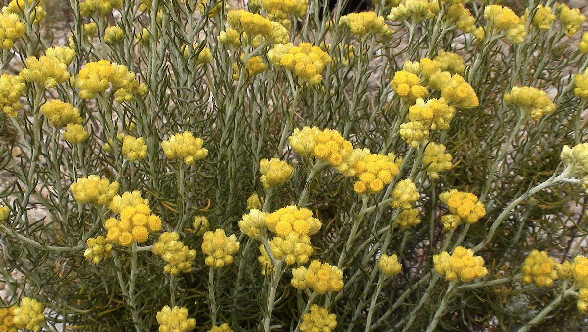 Non-plants strength: helichrysum