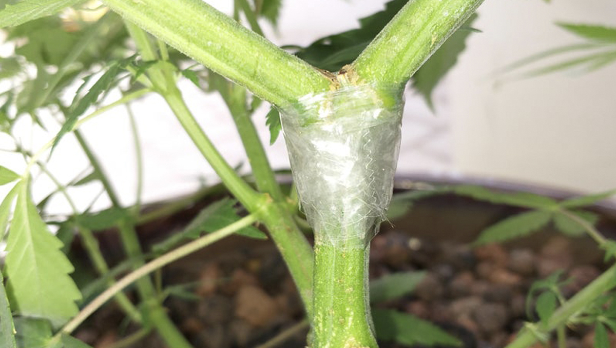 How to deal with slow plants growth: accidental damage