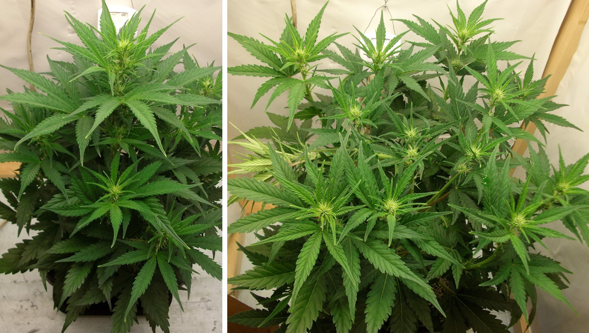 Gelato Auto Cannabis Strain Week-by-Week Guide: An 3-4-week-old autoflower before and after the tying down of the main stem