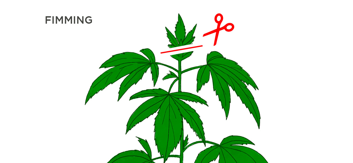 Topping VS Fimming - Which Is Best For Autoflower?: How Does Fimming Work With Autos?