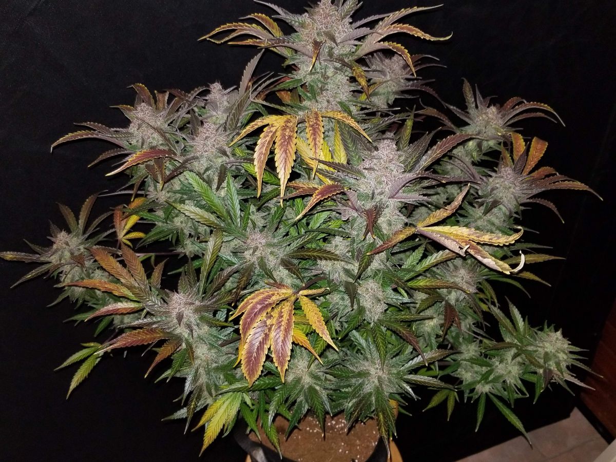 Fast Buds Cream Cookies