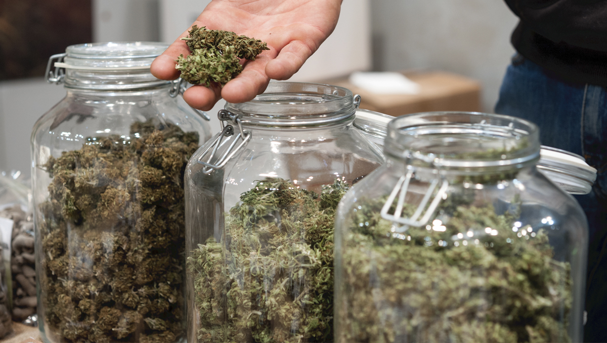 Sådan høster du autoflowers: curing