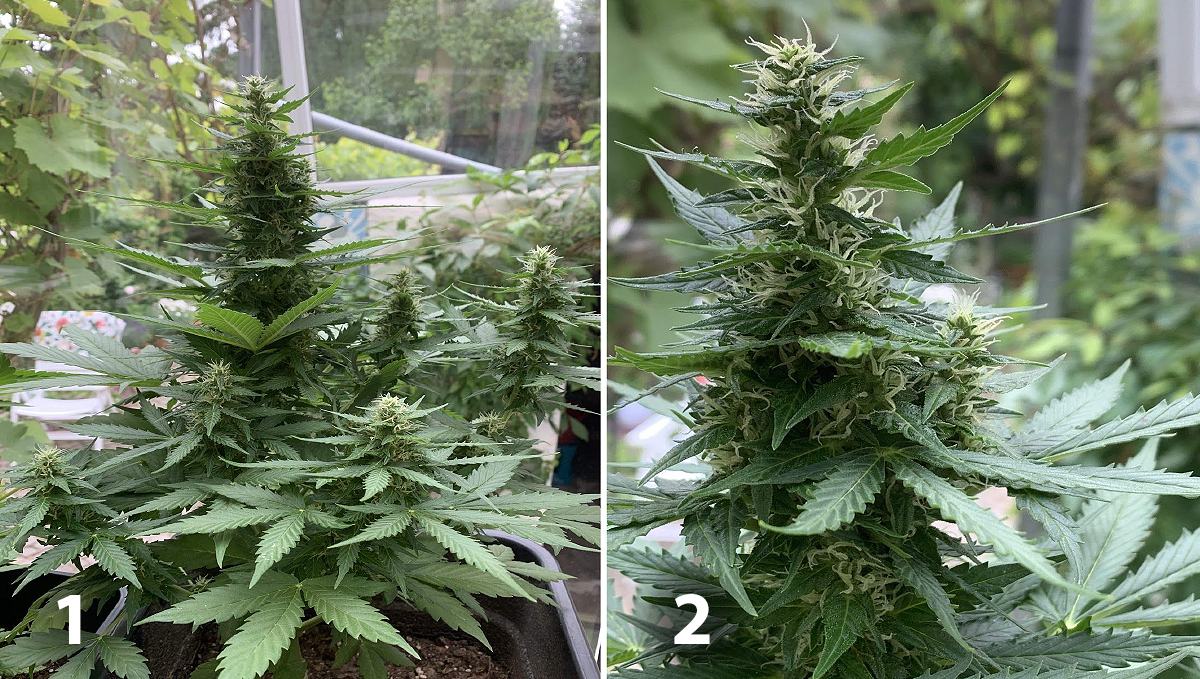 Outdoor plants grow in Italy: week 7 of plant growth
