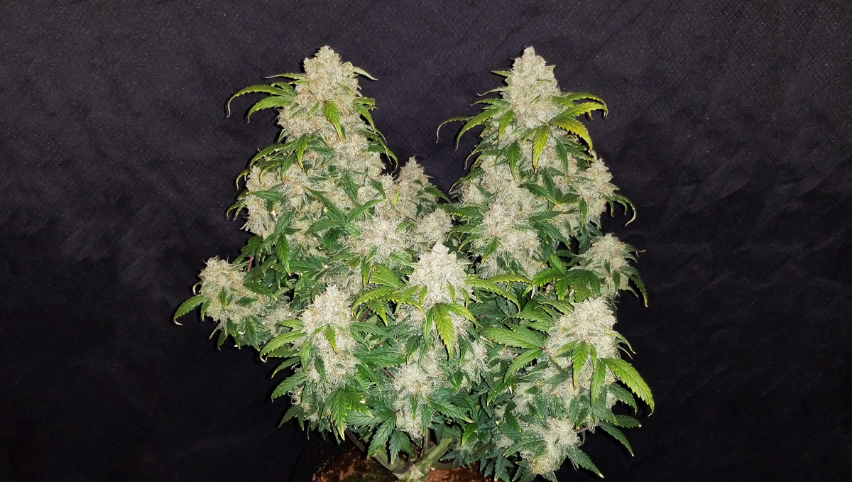Top 10 seeds to grow outdoors: Z Auto
