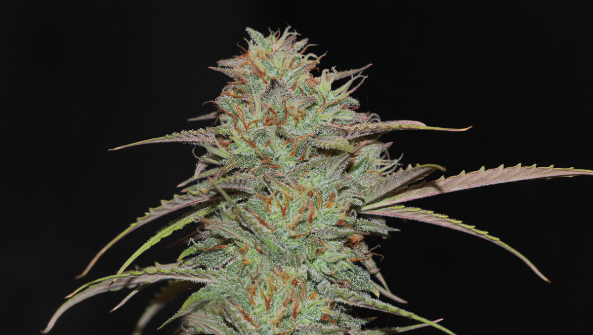 Strain History: Close Look at Original Cheese Auto by Fast Buds #5