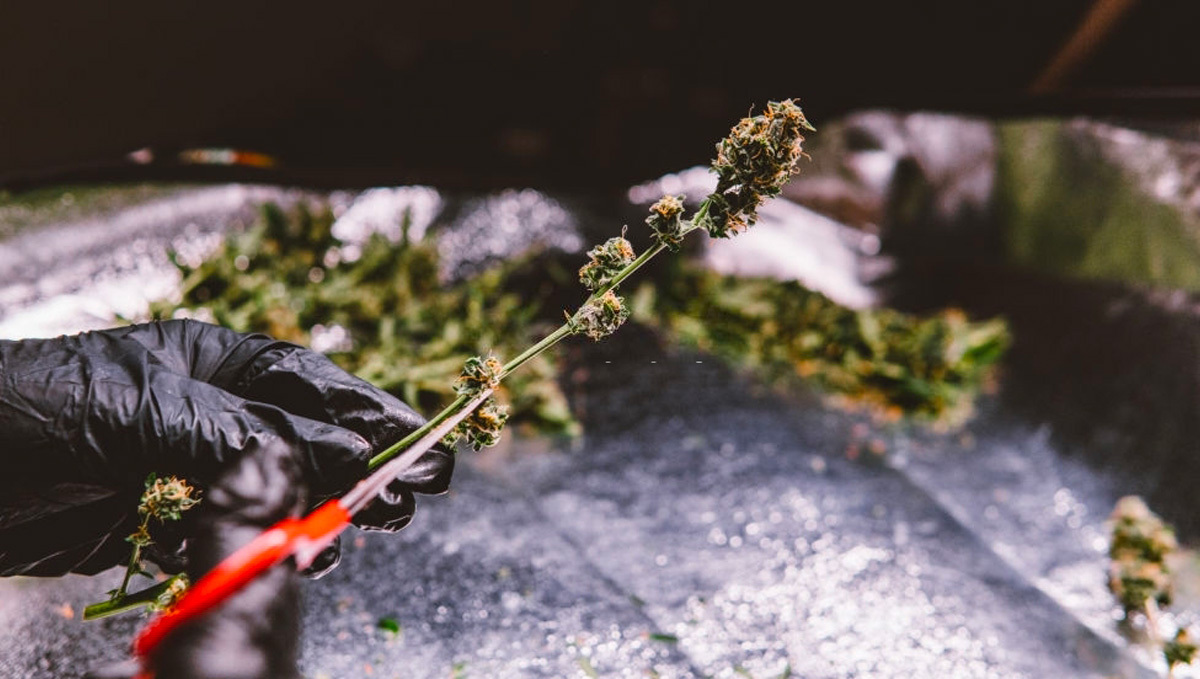 Ką Galite Nuveikti Su Kanapių Stiebais: Ar Stiebuose Yra THC?