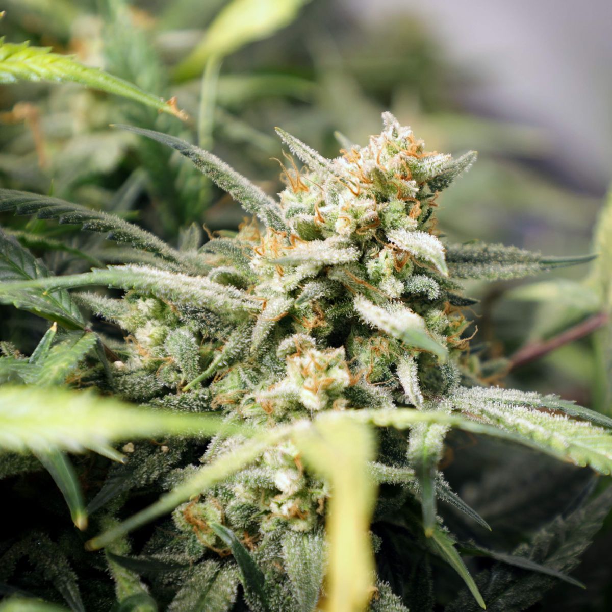 Si të largoni THC-në nga trupi juaj?: Bud nga BigDaddyK