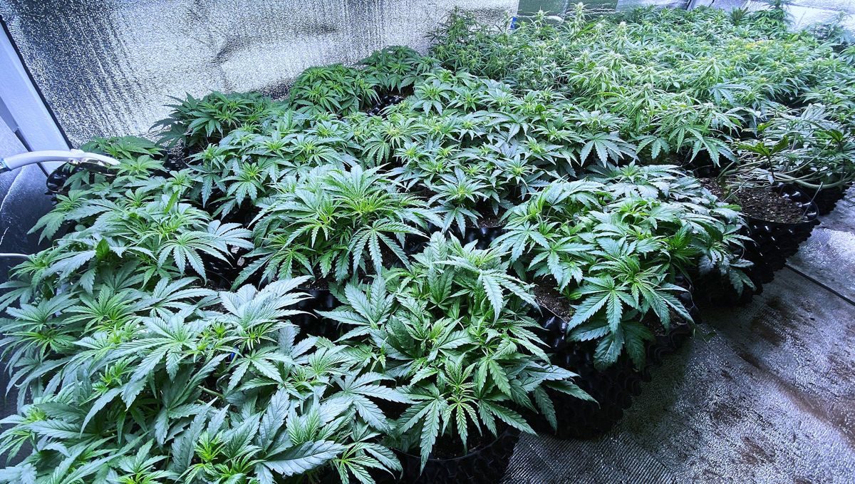 Cannabis kweken: Voordelen van kweken in aarde