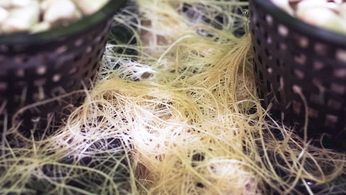 Cannabis Roots: Growth