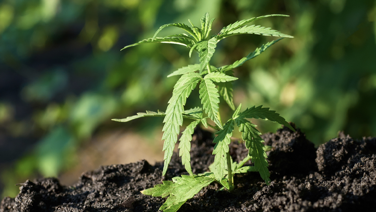 Die Bedeutung der Wasserreinheit f&uuml;r Plantspflanzen
