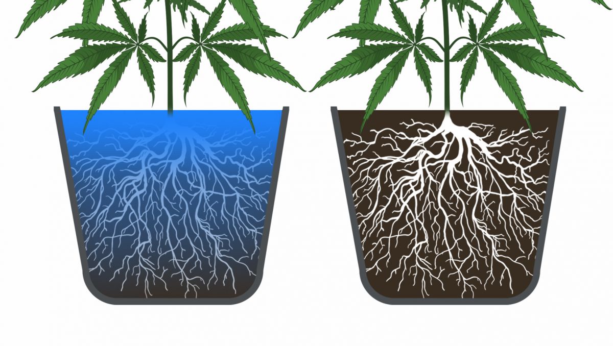 9 Mistakes to Avoid: overwatering and underwatering