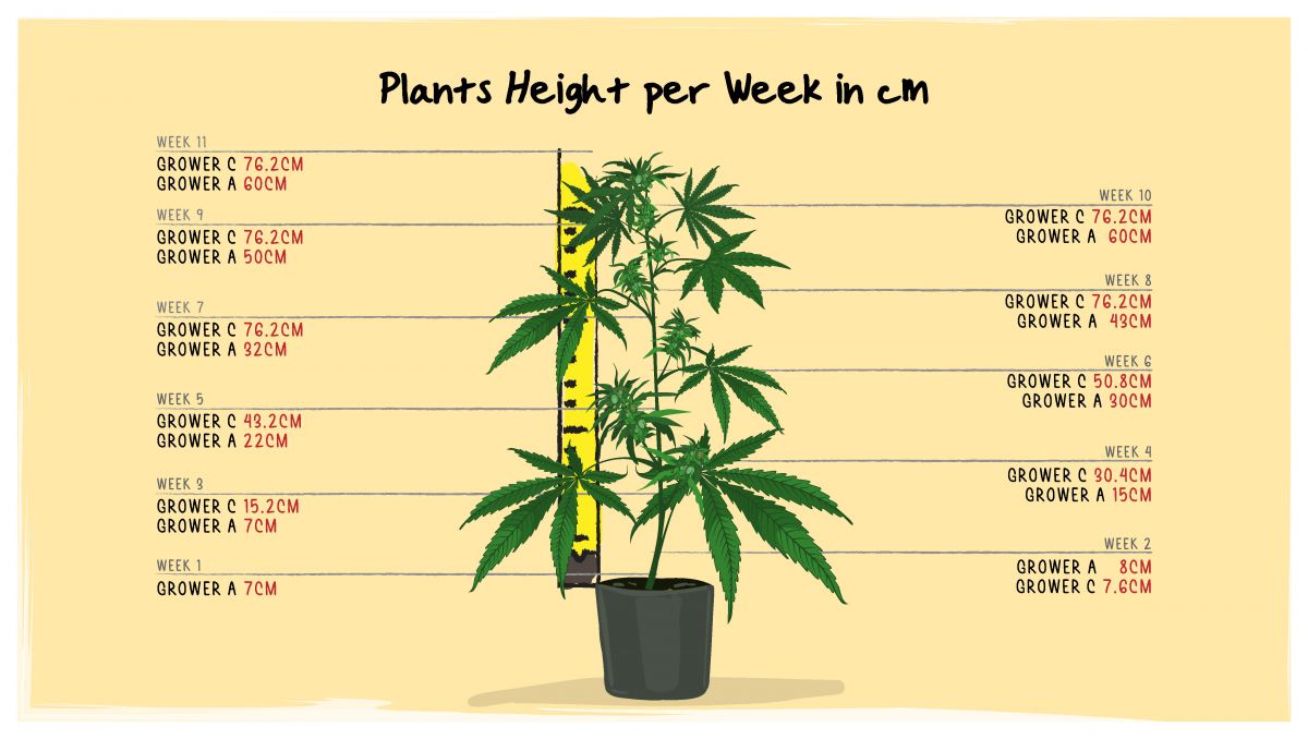 Gorilla Cookies Auto Plants Seed Week-by-Week Guide: A height chart