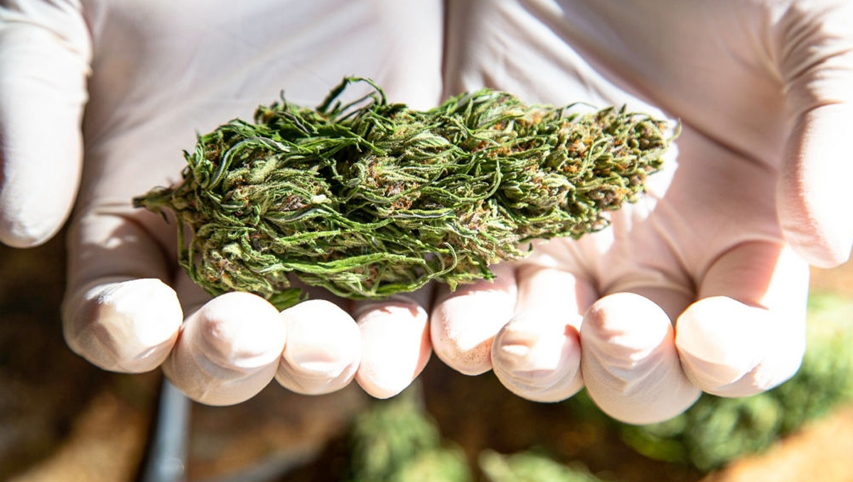 Sådan høster du autoflowers: tør bud