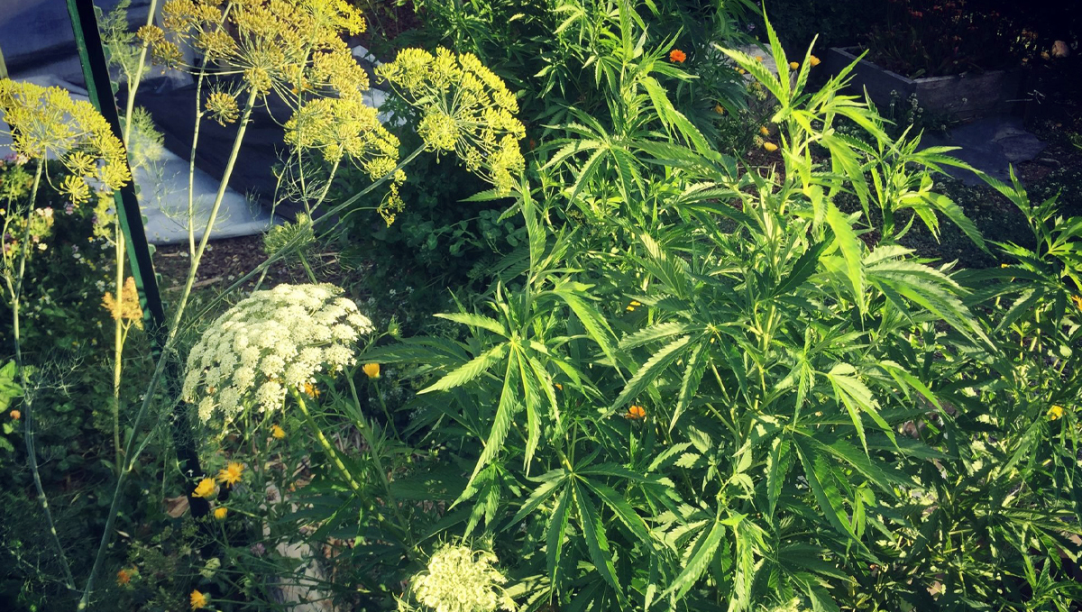Companion plants for cannabis: trap cropping