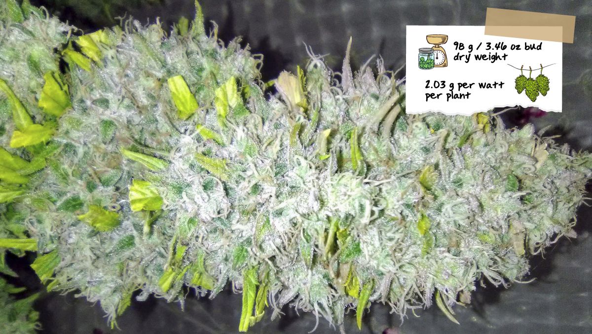 Orange Sherbet Auto Plants Seed Week-by-Week Guide: A roughly trimmed mature cola