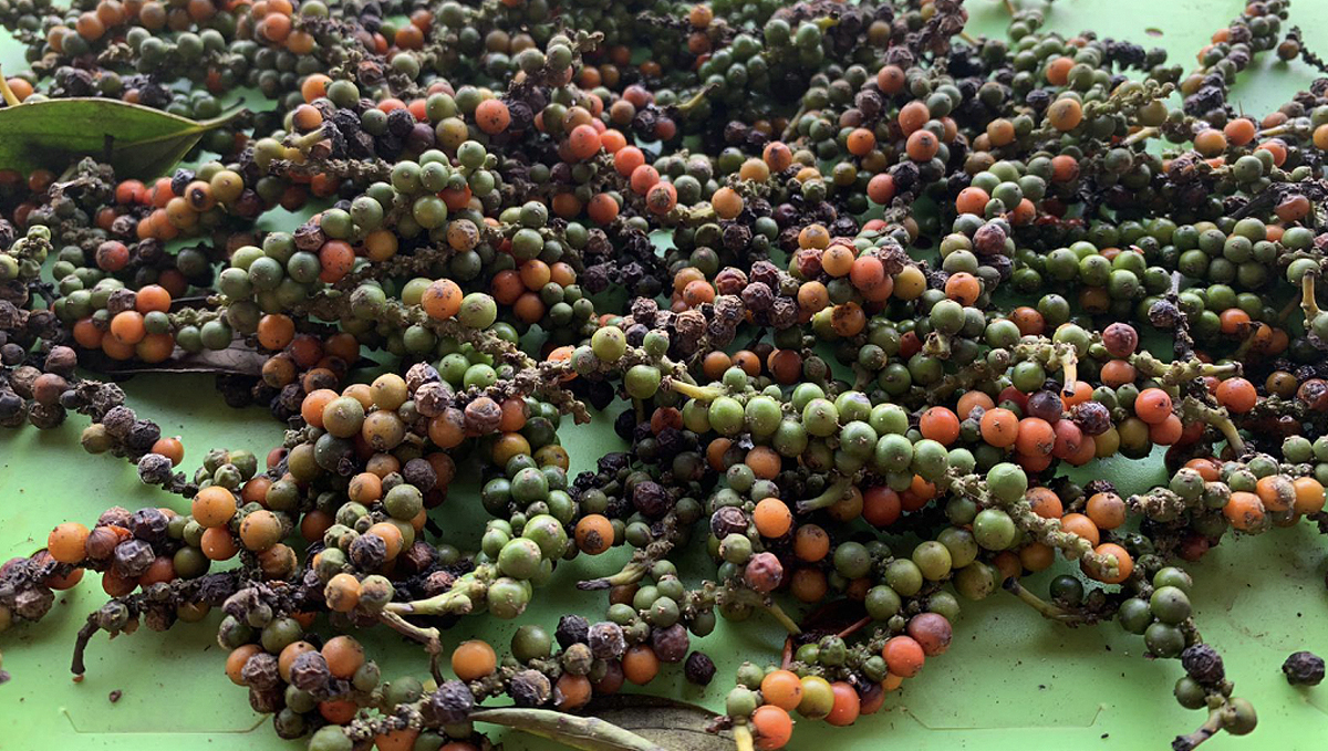 Non-plants strength: black pepper