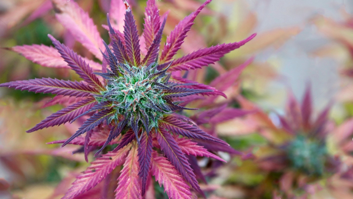 How do i turn my buds purple: purple leaves