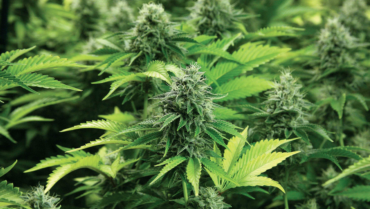 Canna feeding chart: canna hydro