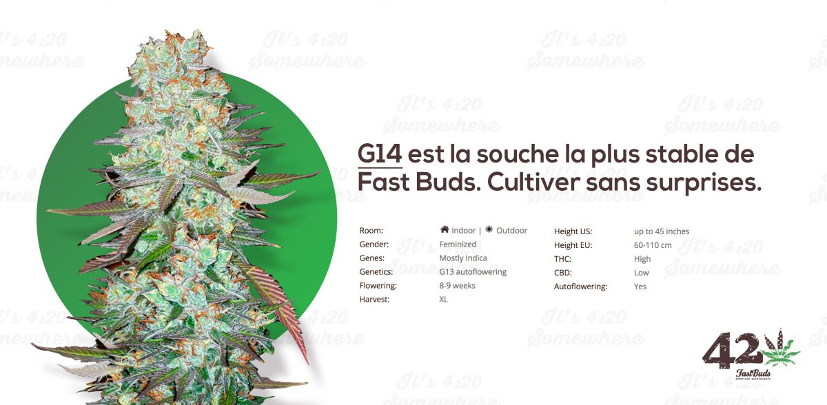 Fast Buds' Autoflowering G13, AKA G14