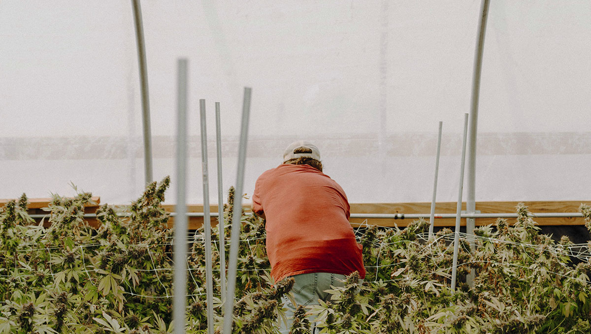 Plants: From Bud Tender to Master Grower: Are you experienced in cultivation? Then try becoming a master grower!