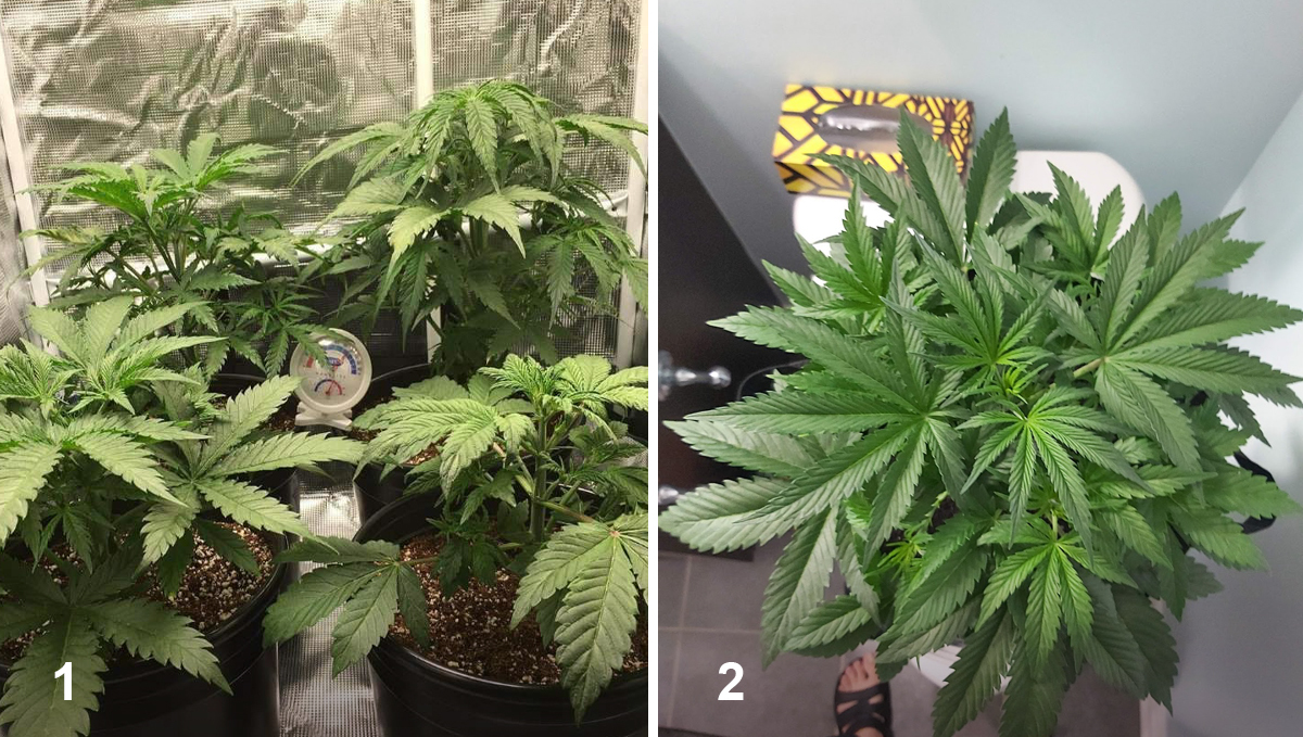 OG Kush Auto: week 4