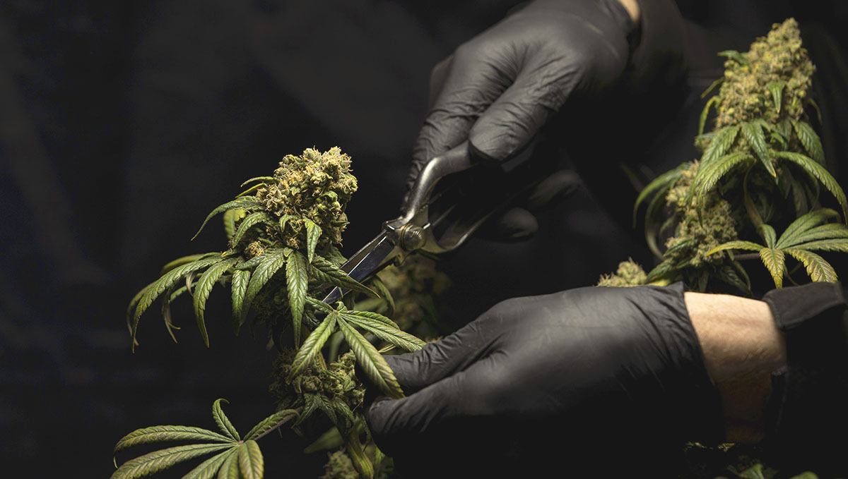 Plants: From Bud Tender to Master Grower: Are you suitable to be a trimmer, returner or cultivator?