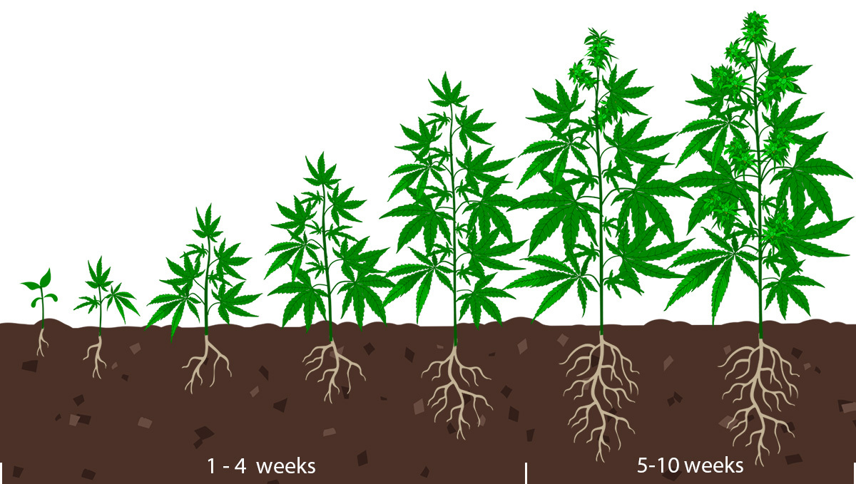 Best light schedule for flowering: grow stages
