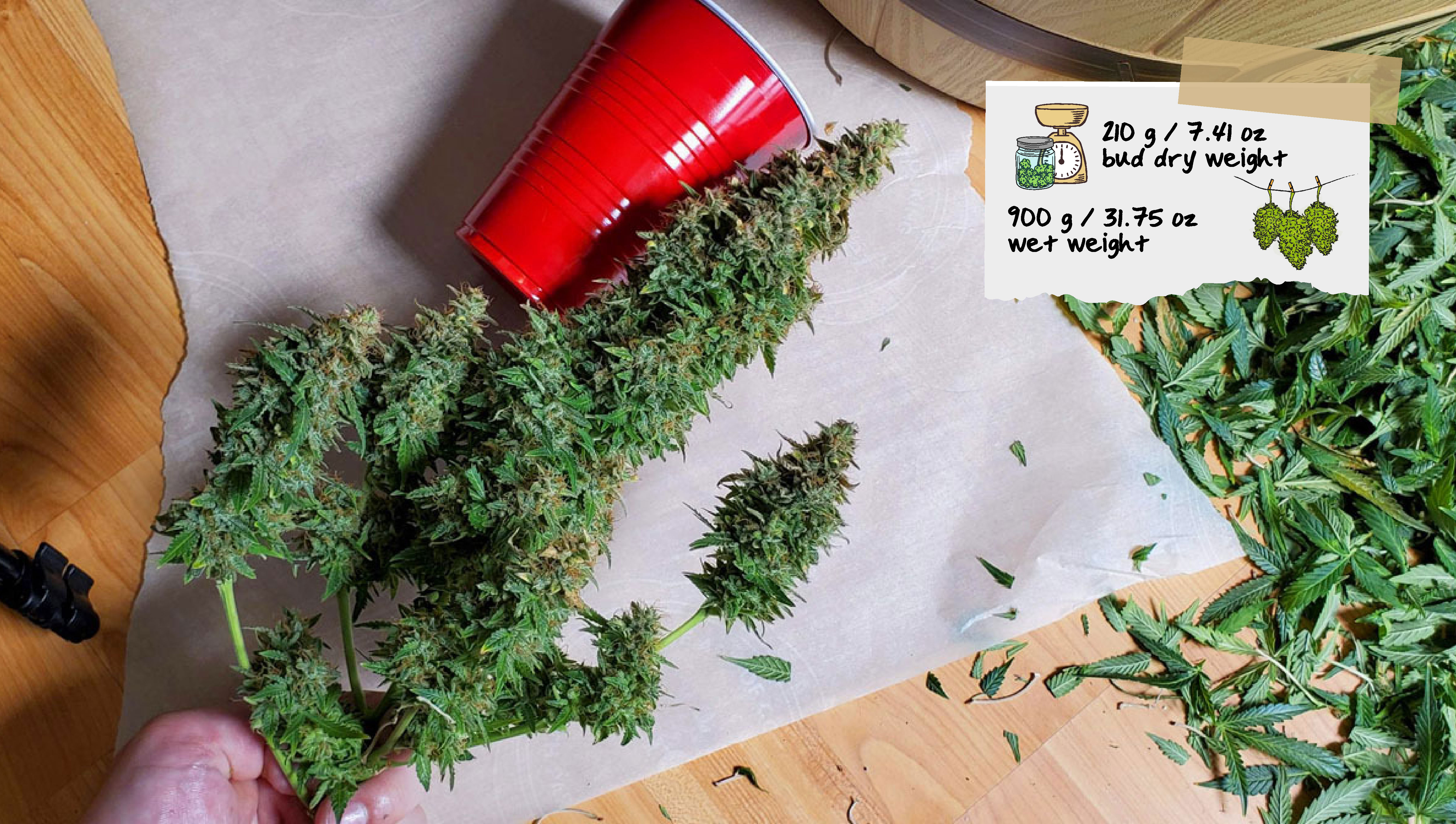 Basementganja Return