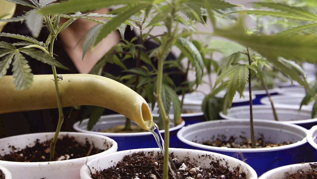 Organic teas for plants: what is it?